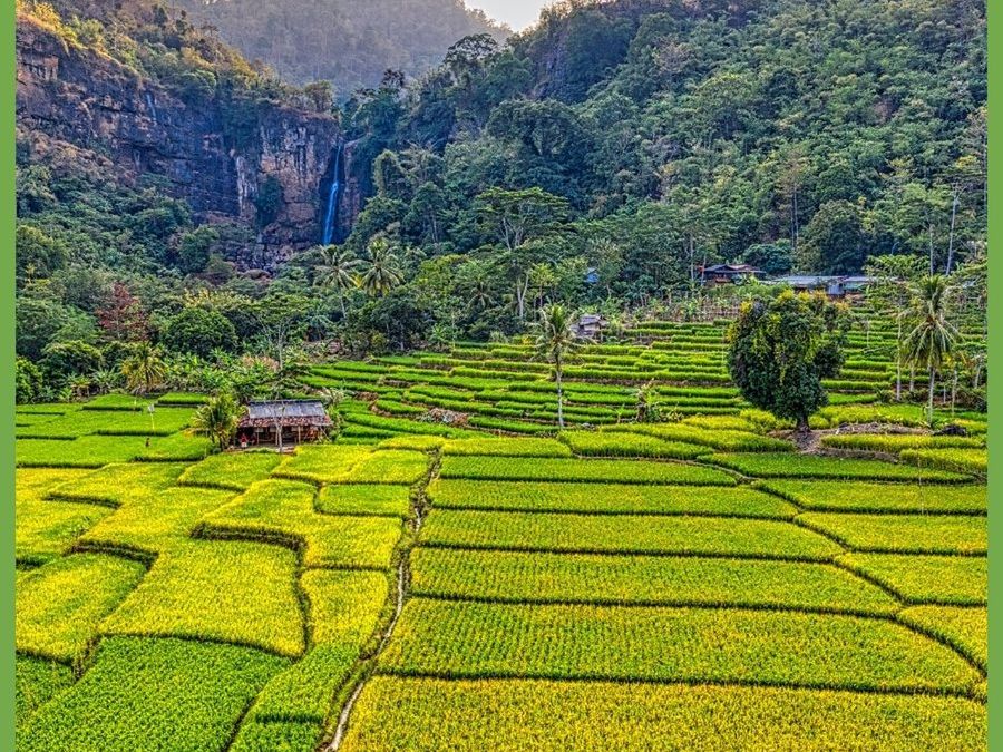 Green rice terraces with a waterfall and jungle hills