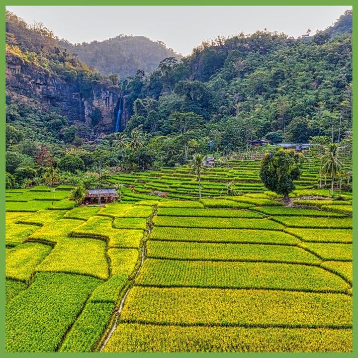 Green rice terraces with a waterfall and jungle hills