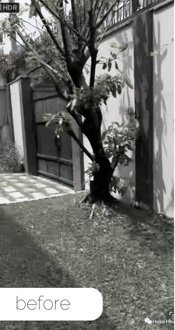 Before: bare courtyard tree, in black and white