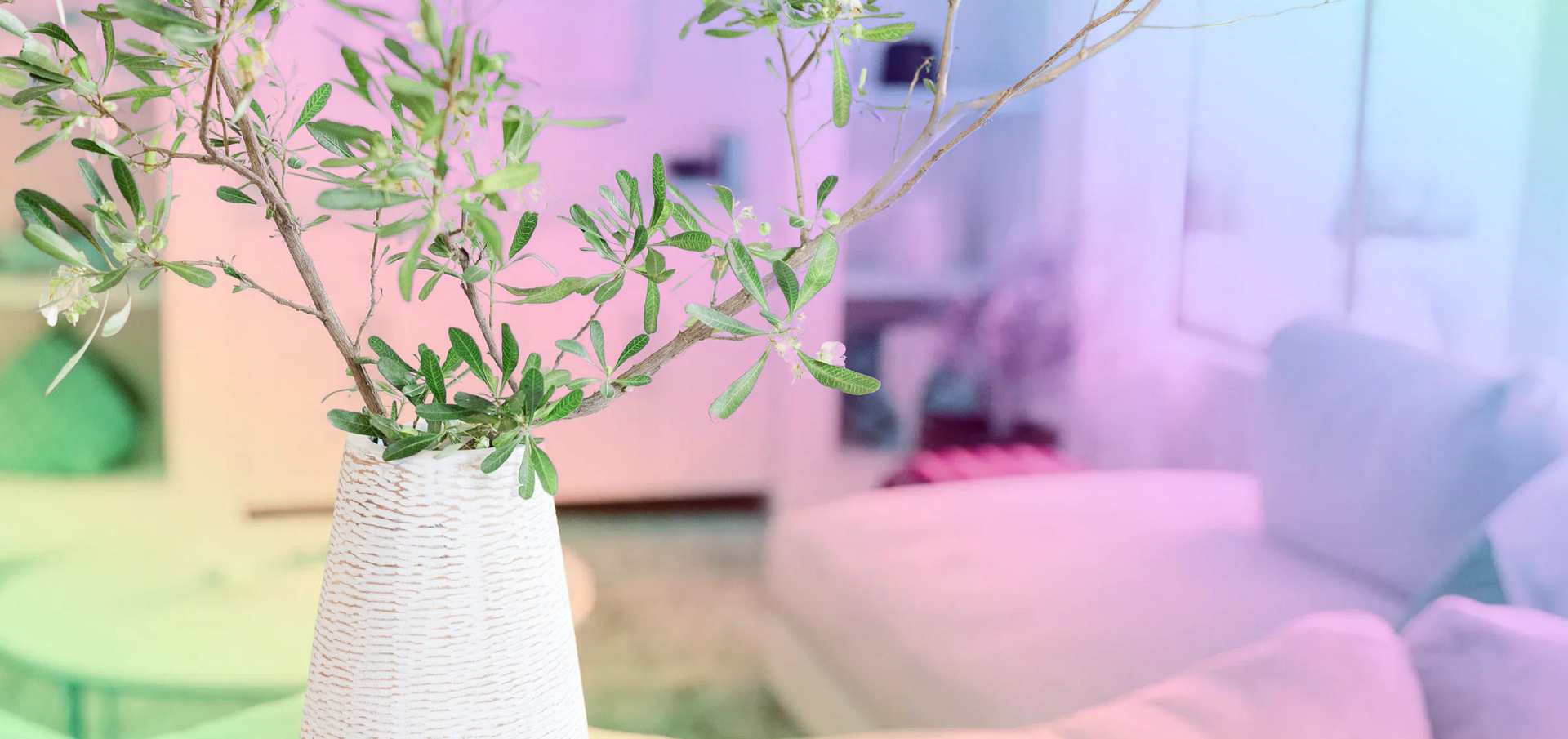 White ceramic vase with an olive branch beside a sofa, under pastel pink, lavender and mint light